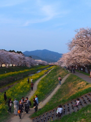 本宮山と桜