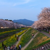 本宮山と桜