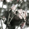 薔薇