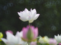 蓮
