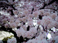 佐奈川の桜