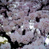 佐奈川の桜