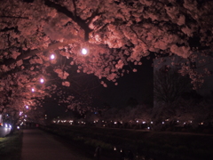 裸電球と夜桜