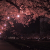 裸電球と夜桜