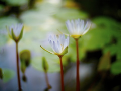 温室の花