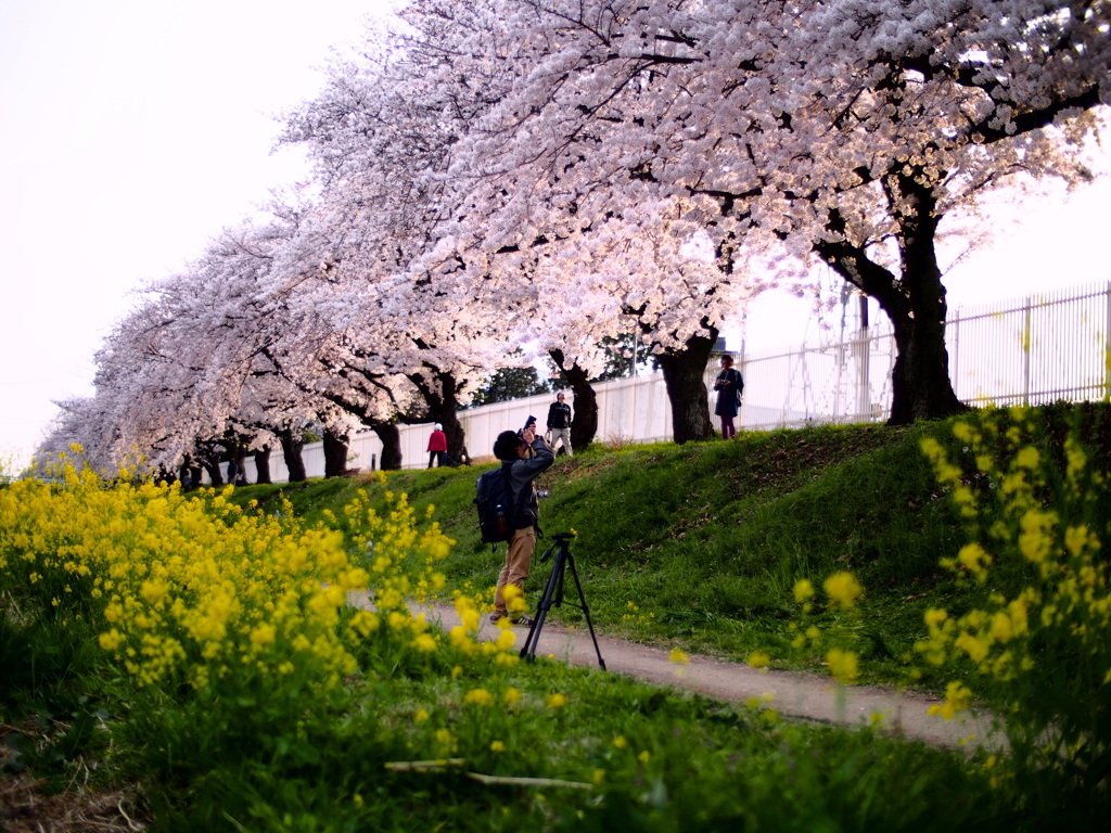 春のカメラマン