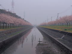 田原産業道路記念桜