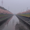 田原産業道路記念桜