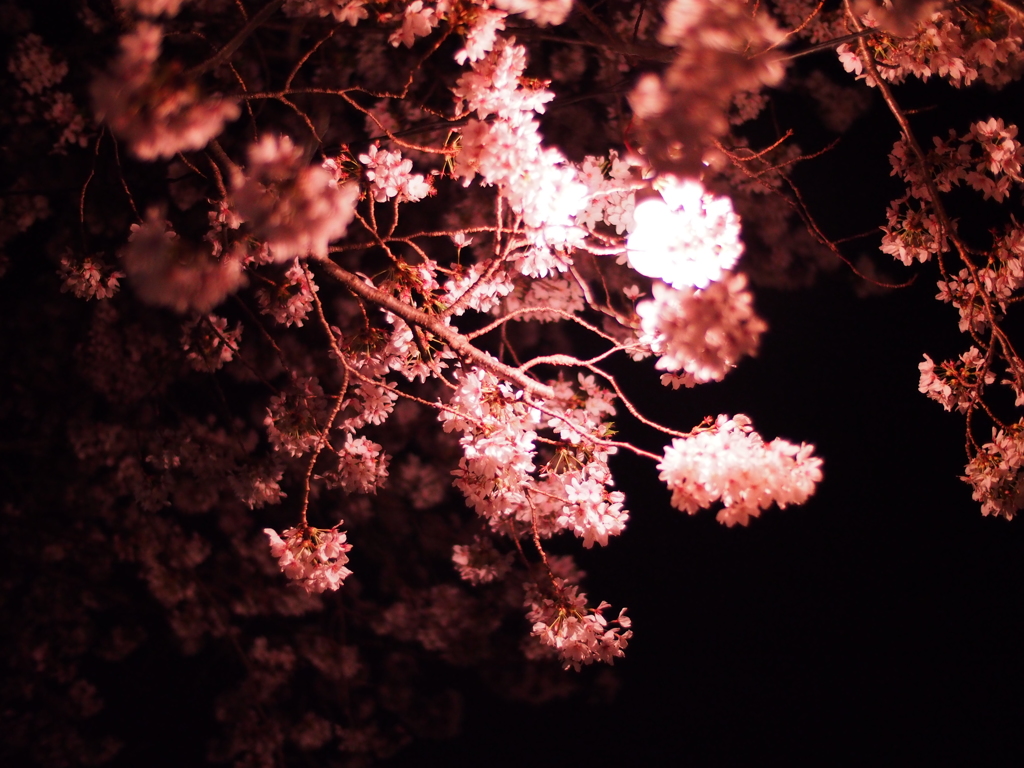 夜桜