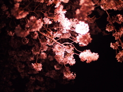 夜桜