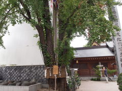 夫婦銀杏