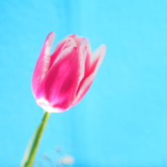 P1253123