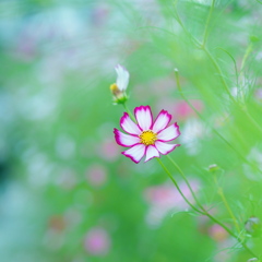 こっちだよ