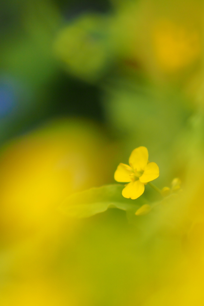 菜の花