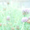 草の花