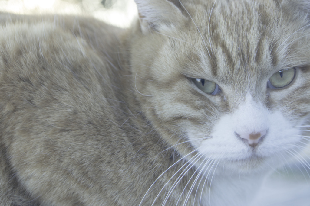 ねこ
