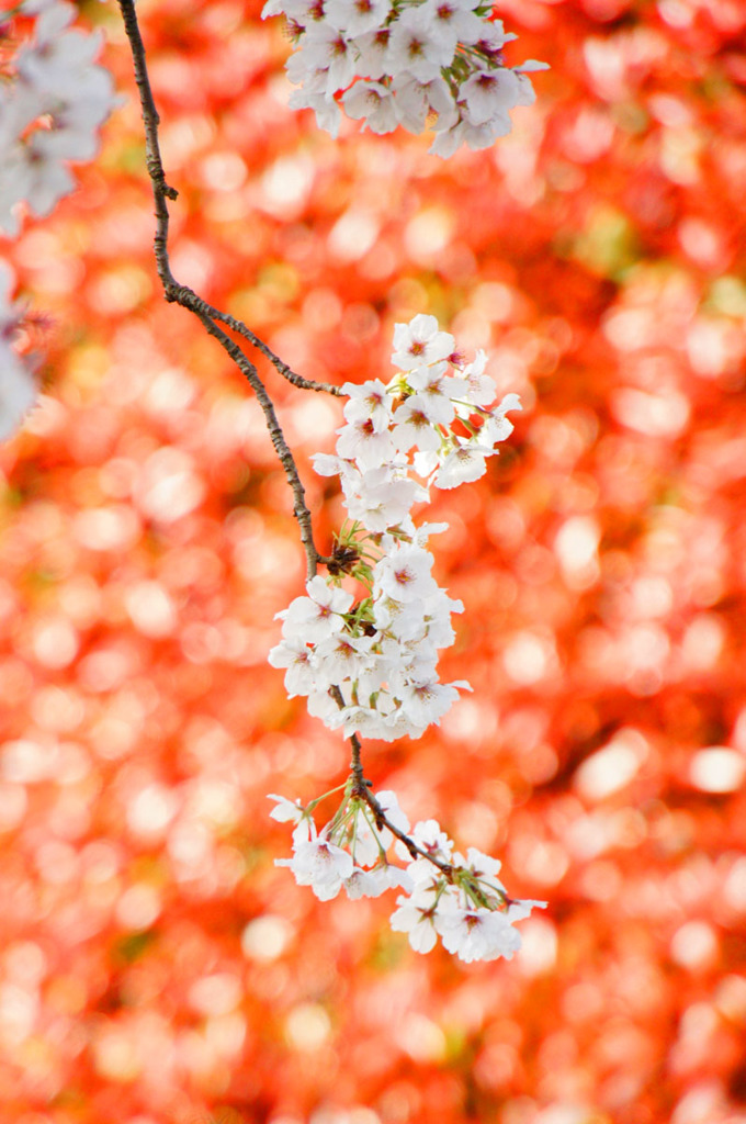 紅ひ桜