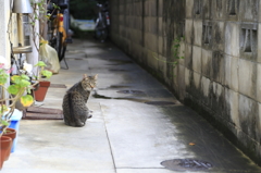 オマエもこっちに来るニャンか？