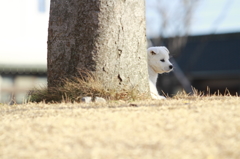 犬を拾いました。