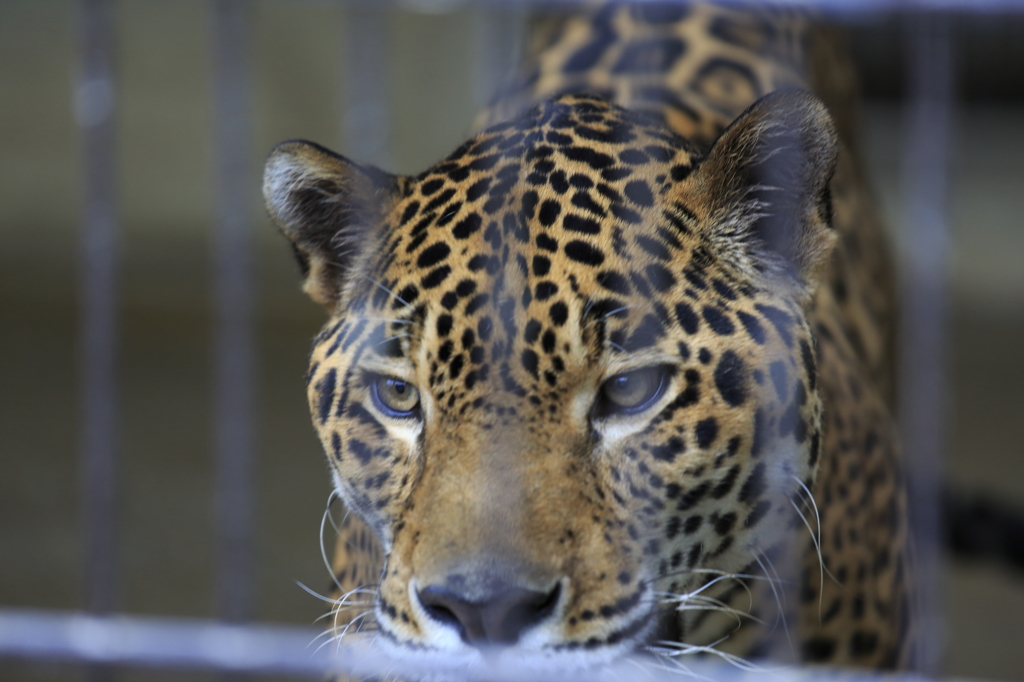 ジャガーだったかな？