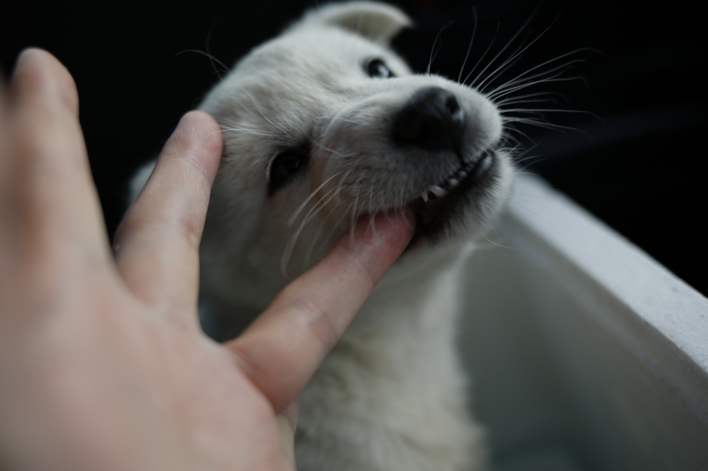 犬を拾いました。