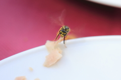 そのままじゃ大きいよー