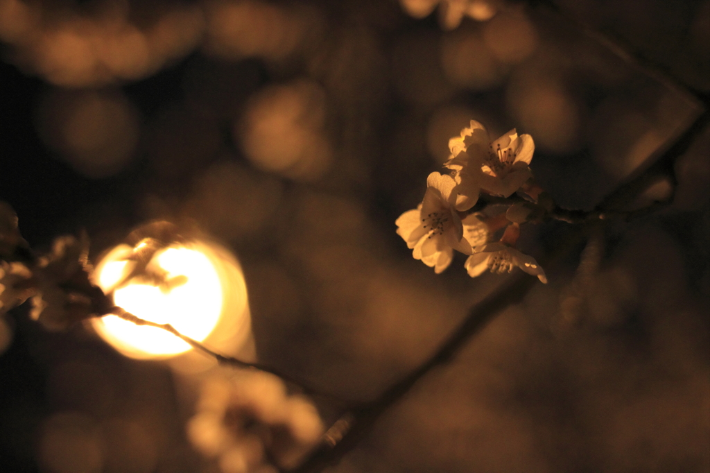 夜光桜、季節外れ。