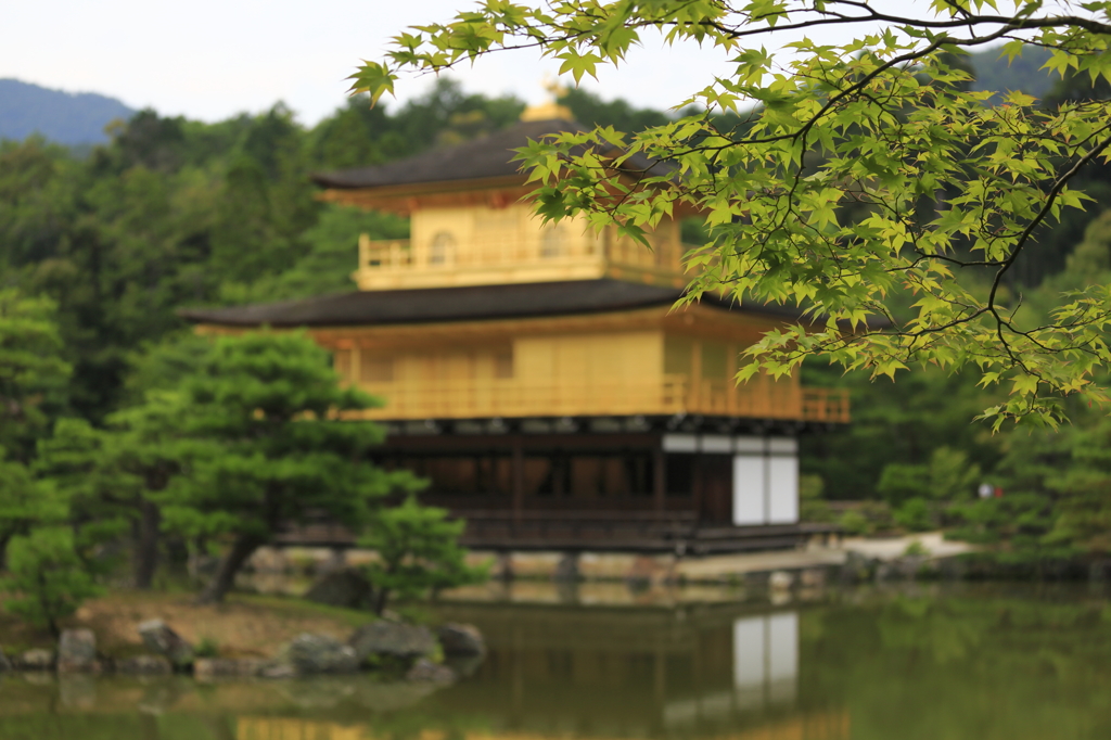 カエデがおジャマな金閣寺