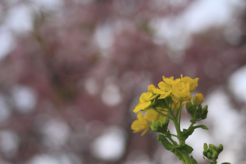 菜の花