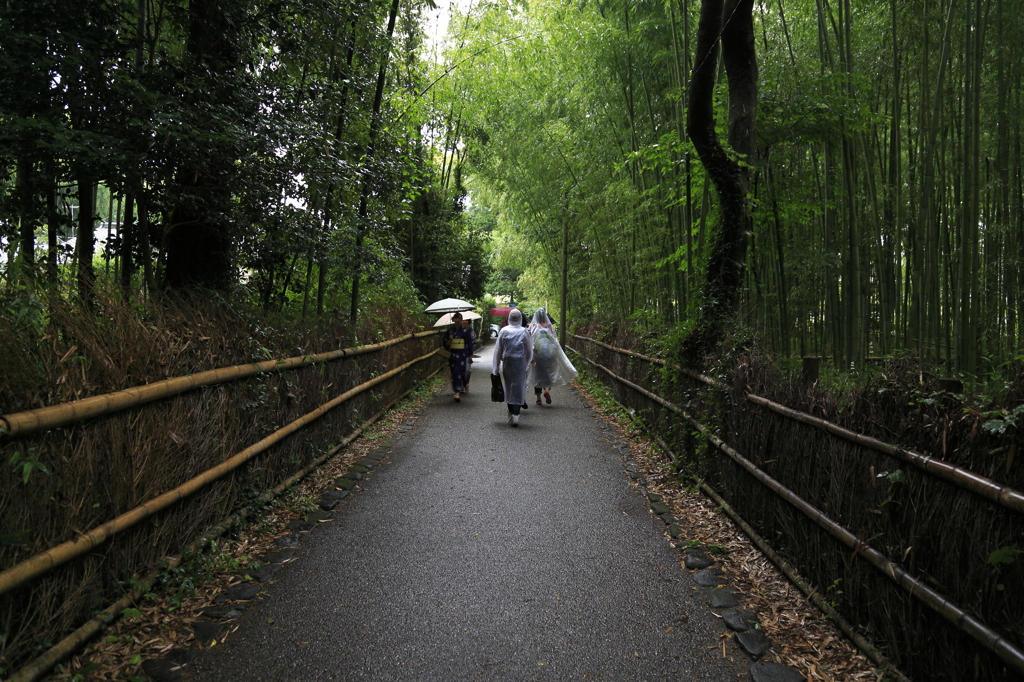 竹林の道