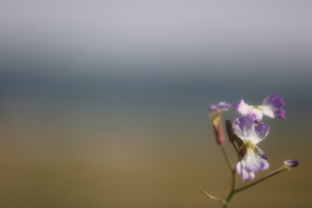 花と海