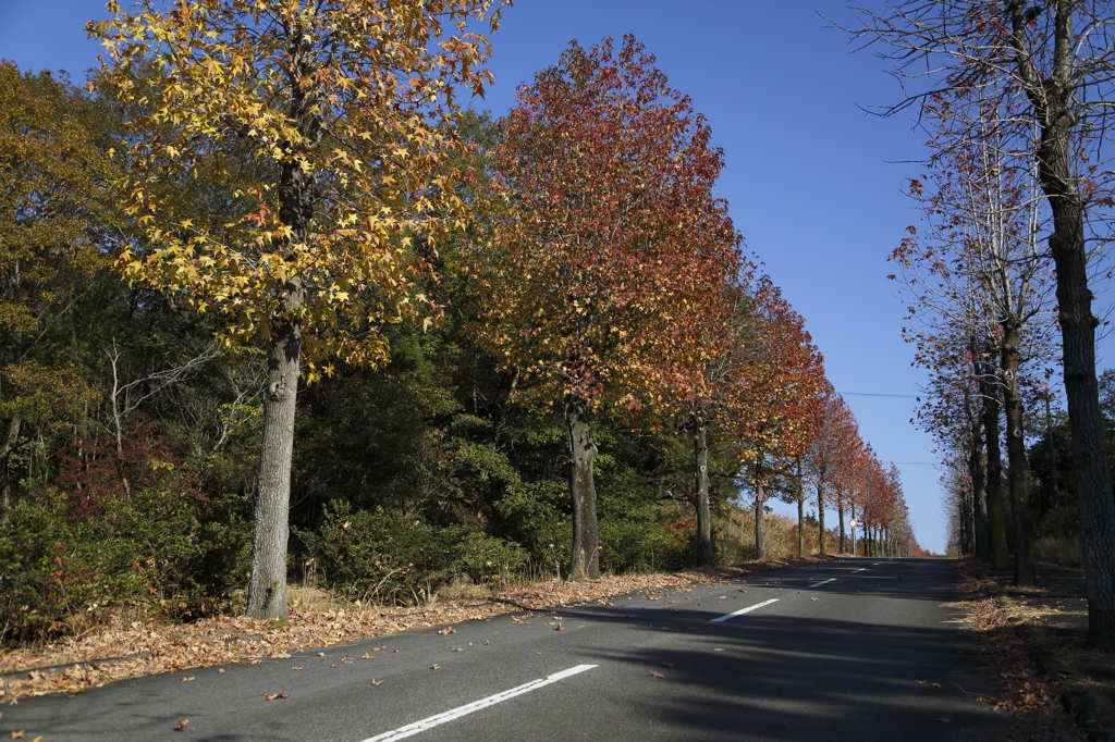 紅葉道路