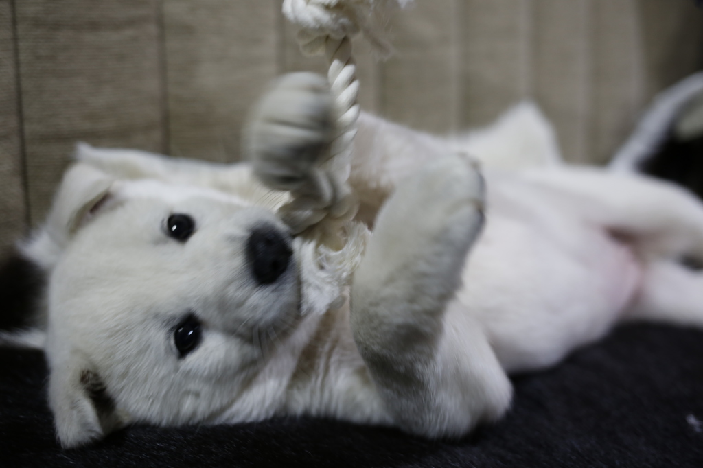 犬を拾いました。