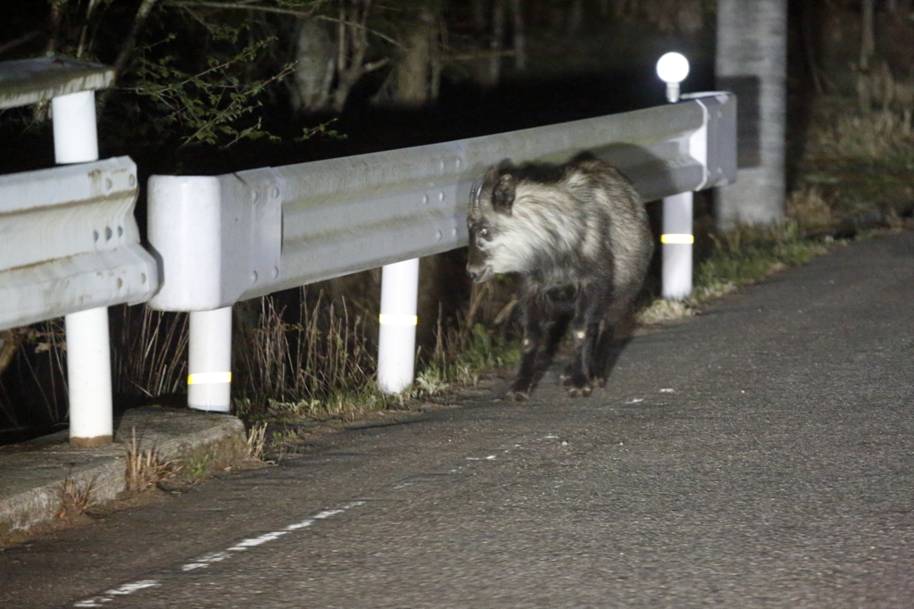 野生との遭遇