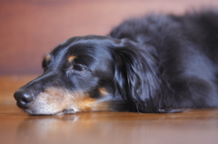 あぁ、床、気持ちいいわぁ。