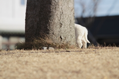 犬を拾いました。