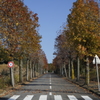 紅葉道路