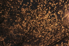夜光桜、季節外れ。