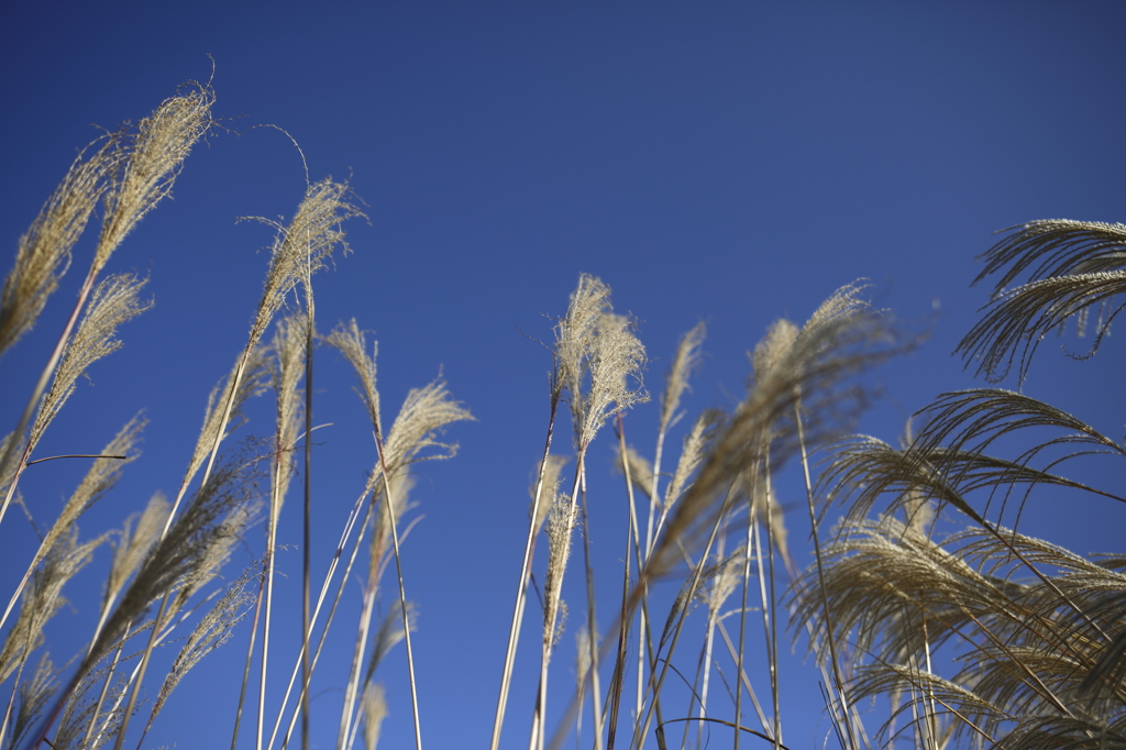 ススキと青空