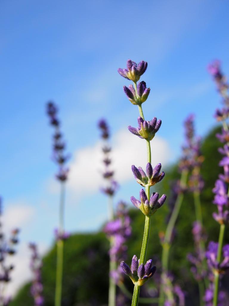 Lavender