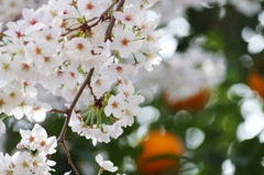 Full Bloom
