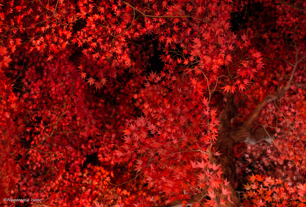 天紅一色