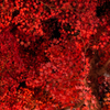 天紅一色