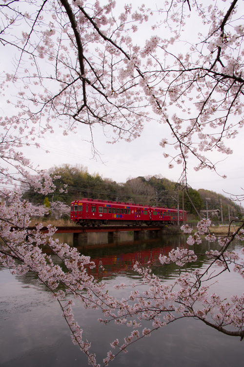 桜とおもちゃ