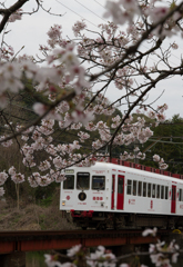 桜といちご