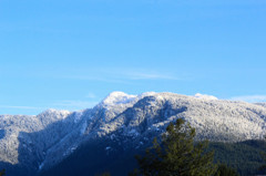 裏山の雪化粧