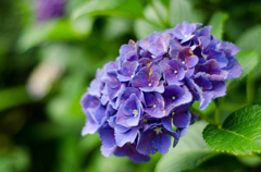 紫陽花