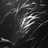 水中より愛をこめて