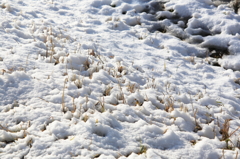 雪と枯草