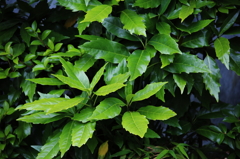 DarkGreen-2